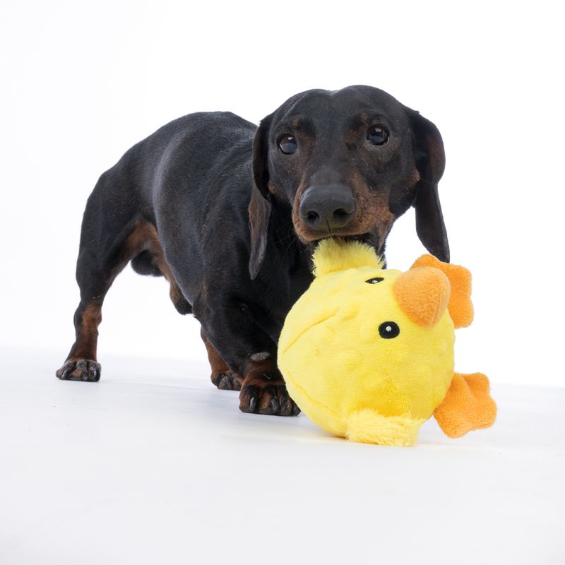 TIAKI Chicken with TPR Ball 18 x 17 x 11.5 cm (L x W x H)