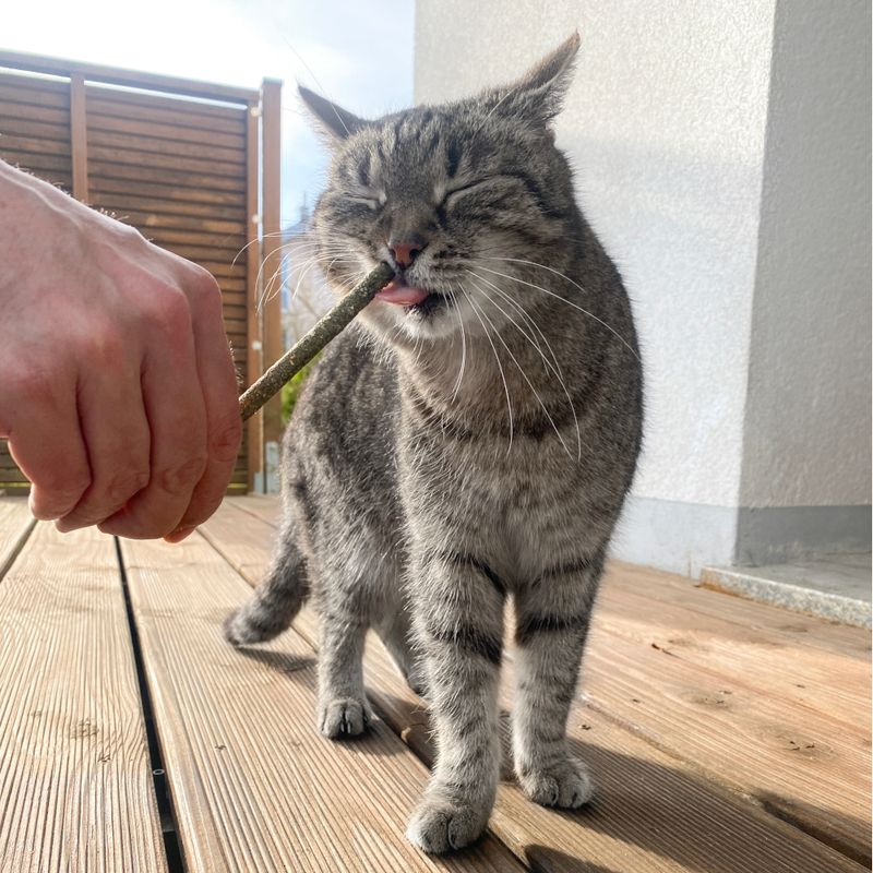 Aumüller Mikado Sticks for Cats 10 Pieces