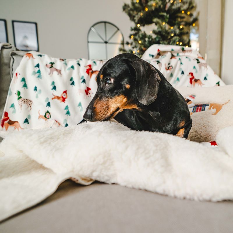 TIAKI Fun Winter Blanket for Dogs Set: Blanket for Dogs & Dog Pawrents