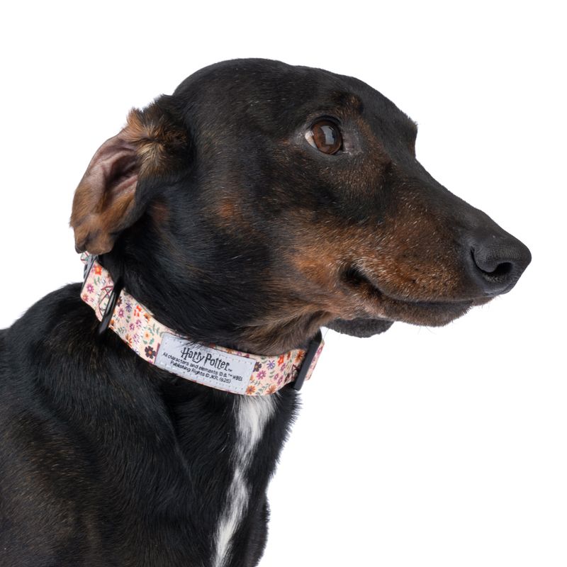 Harry Potter Deathly Hallows Collar - Beige Size S: Neck Circumference 25 - 36 cm, Width 20mm