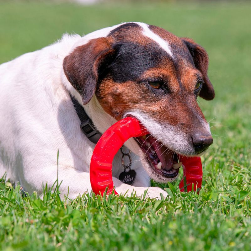 Ferplast Smile chewing ring, red Size S: diameter 12 x H 2.4 cm