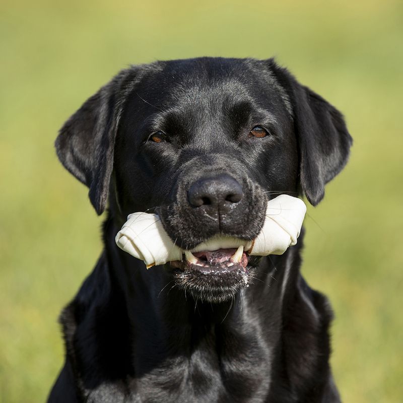 8in1 Pro Dental Chew Bones - Chicken XS (21 Bones)