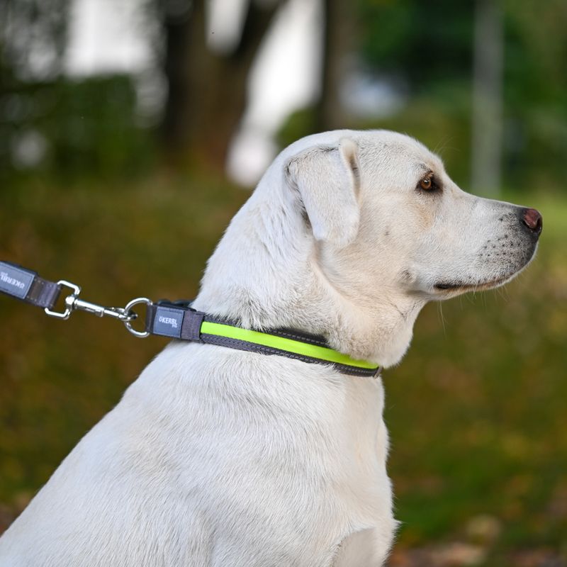 Kerbl Pet Light & Reflex Set Illuminated Collar and Lead Set: Collar Size S/M + Lead 120cm