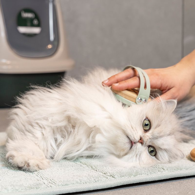 kooa Massage Brush for Cats 7 x 4cm (Diameter x H)