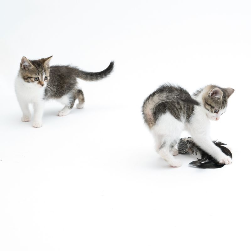 TIAKI Feather Ball Cat Toy 1 Toy