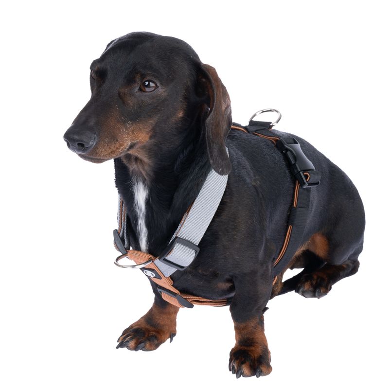 Nomad Tales Spirit Multi-Ring Harness Size S: approx. 40 - 58 cm Chest Circumference