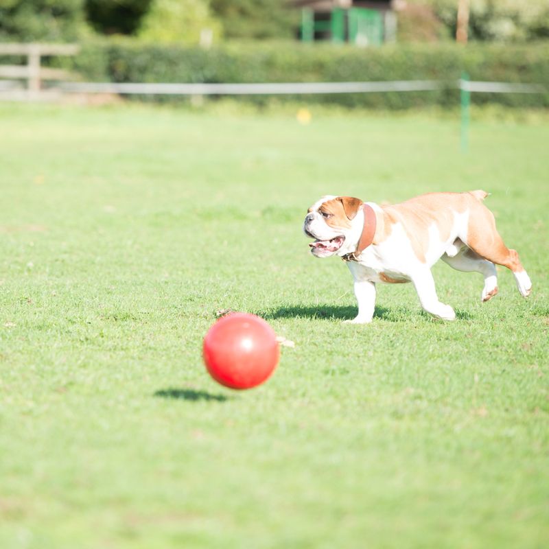 Boomer Ball Size M: 15cm (W)