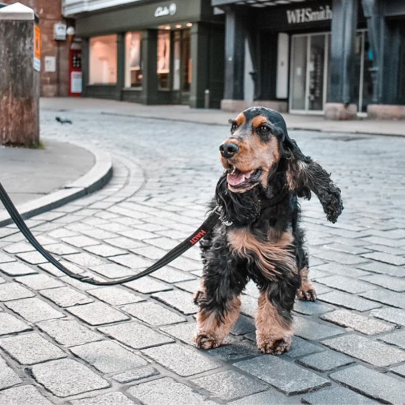 Halti Training Lead Forest Green (200 cm long, 15 mm wide)