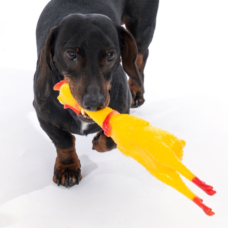 zooplus Basics Squeaky Chicken Size S: 16.5 x 4.5 x 4 cm (L x W x H)