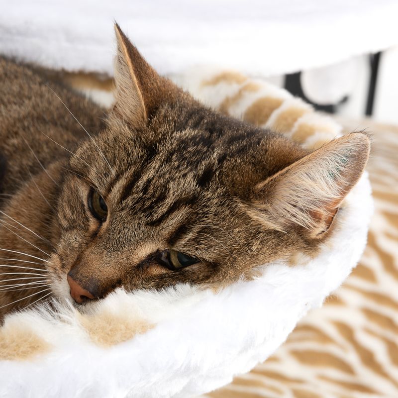 White Tiger XXL Cat Tree White (2 packages)