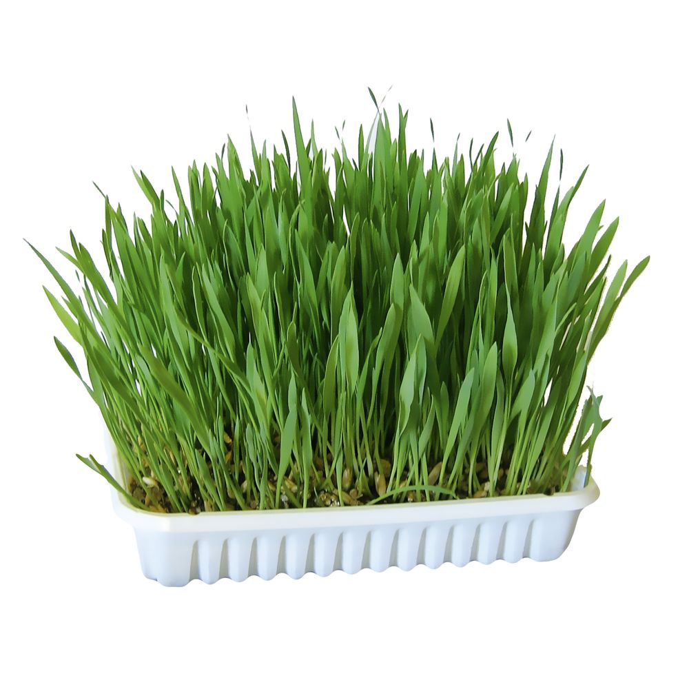 Rabbit Grass 100g