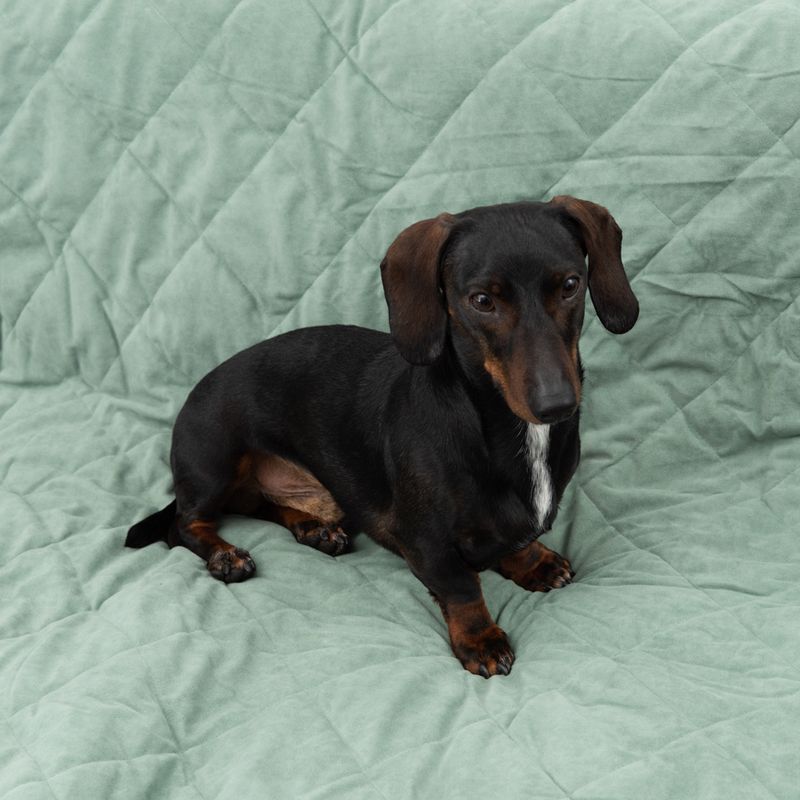 Modern Living Dog Blanket Victoria L 140 x W 125 cm