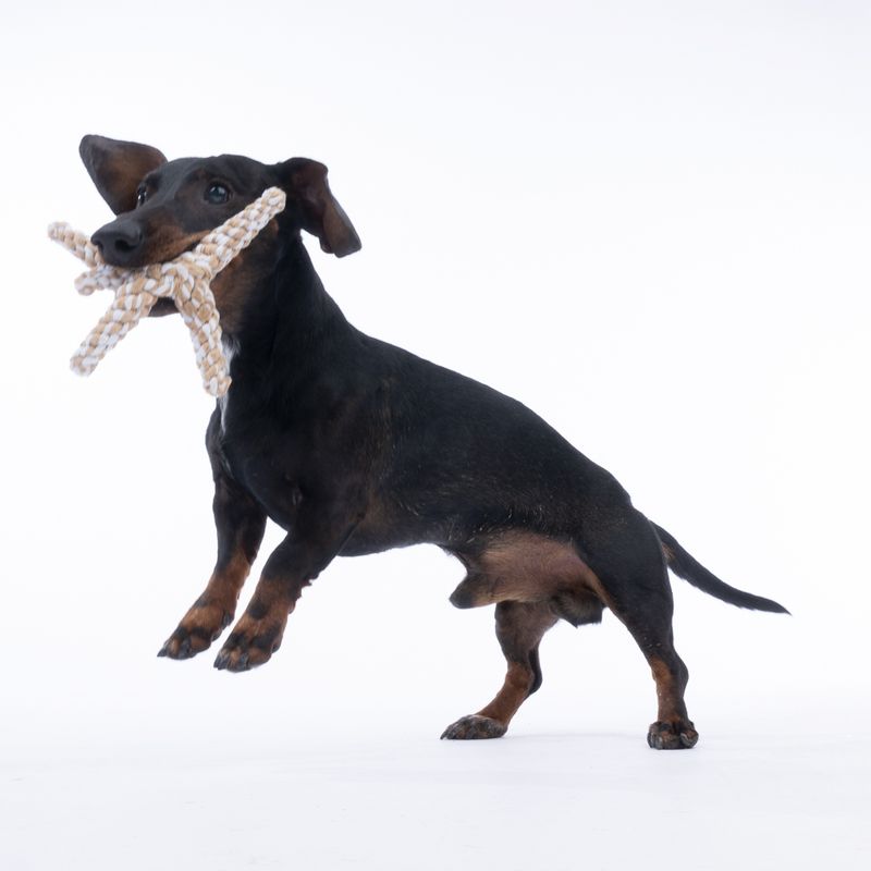 TIAKI Starfish Rope Toy for Dogs 15 x 15 x 3.5 cm (L x W x H)