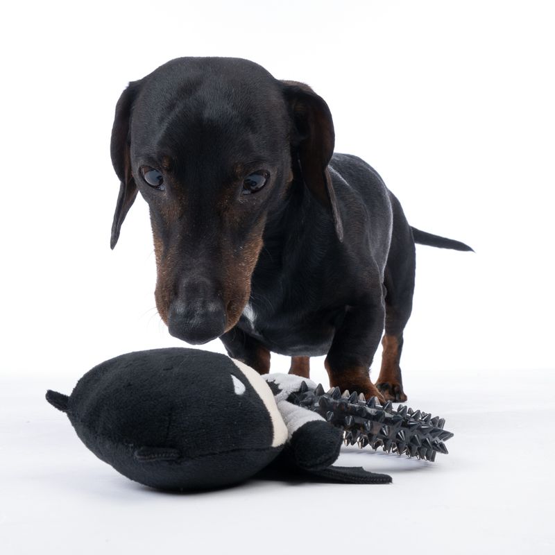 Batman with Ring Dog Toy approx. 19 x 14 x 5cm (L x W x H)