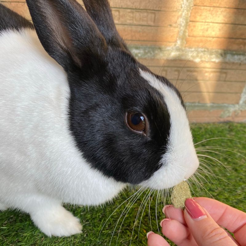 Burgess Excel Nature Snacks Fruity Feasts 60g