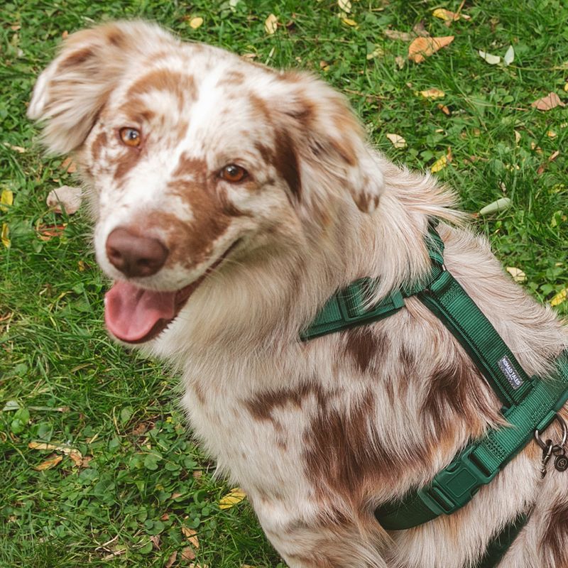 Nomad Tales Blush Harness - Emerald Size XS: 34 - 49 cm chest circumference, W 15 mm