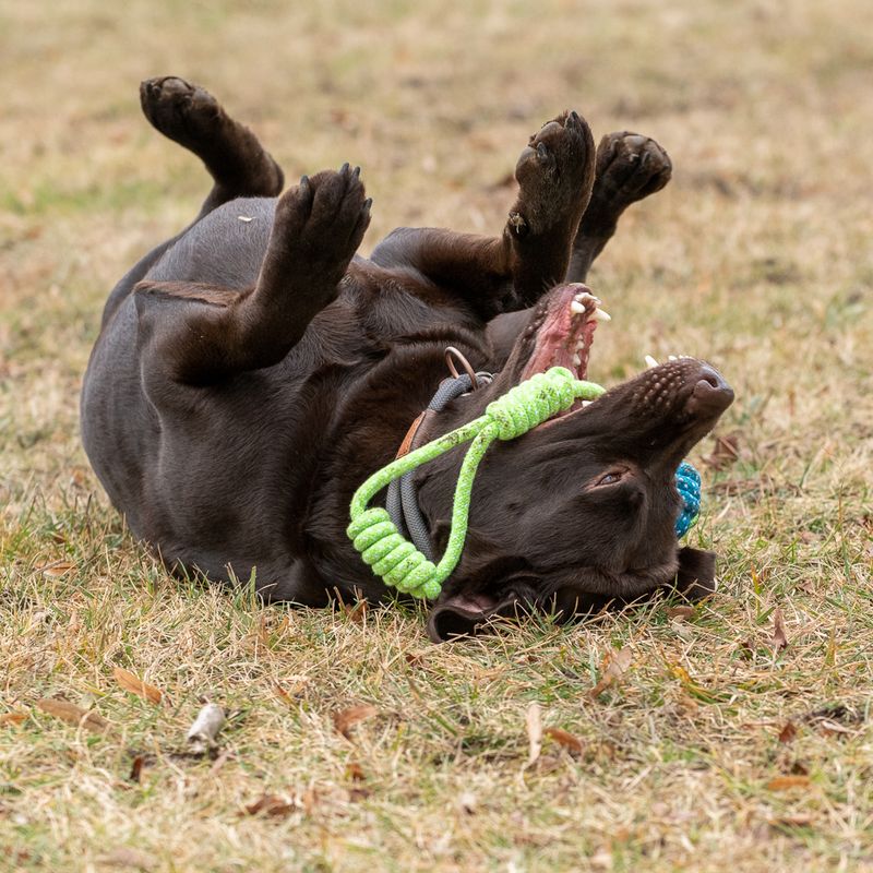 Dog toy Limoen rope & ball approx. diameter 6 x L 32 cm
