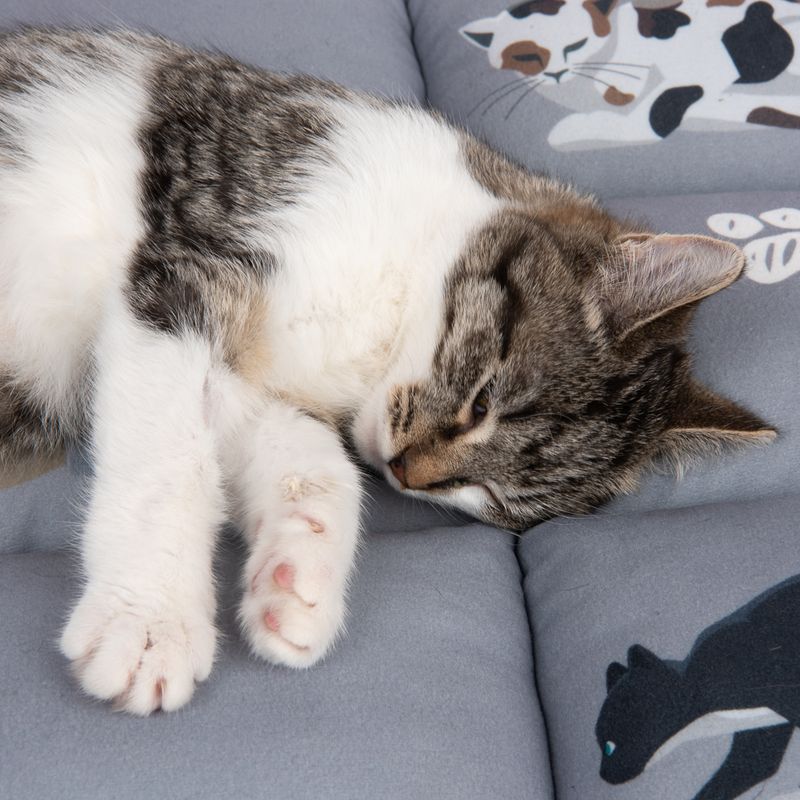 Cat Cushion Medley L 55 x W 45 x H 6 cm
