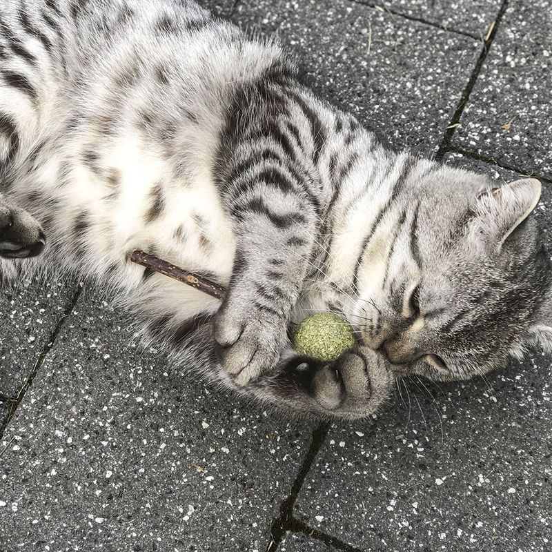 Aumüller Silver Vine Dental Lollipop Cat Treat 1 Set (2 pieces)