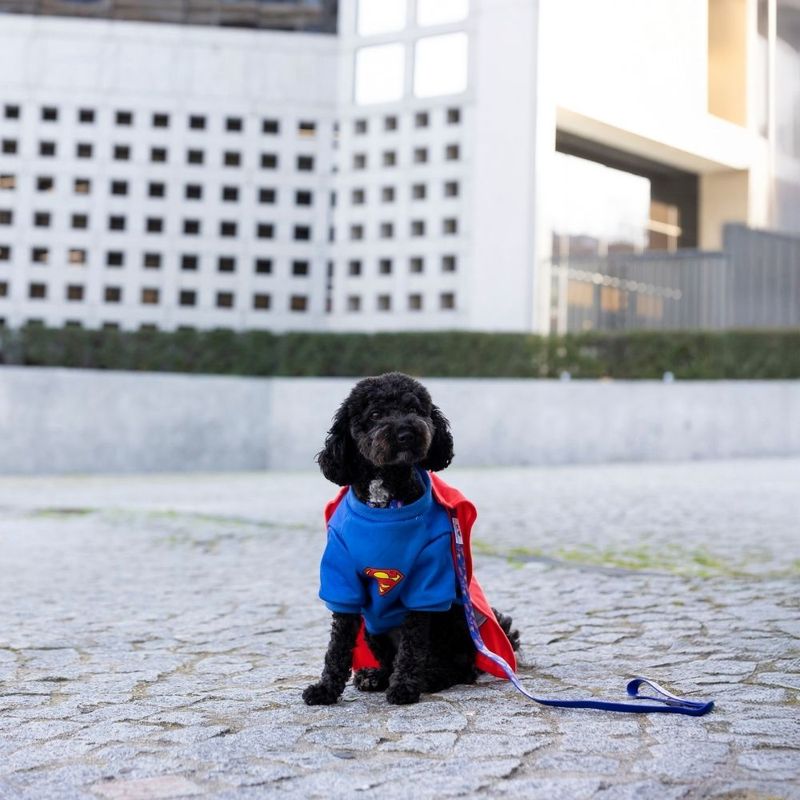 Warner Bros™ DC Superman Dog Costume Size S/M: 35cm Back Length