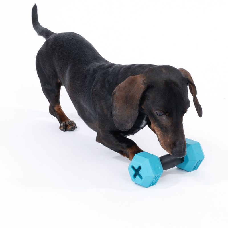 TIAKI Rubber Dumbbell Chew Toy 1 Toy