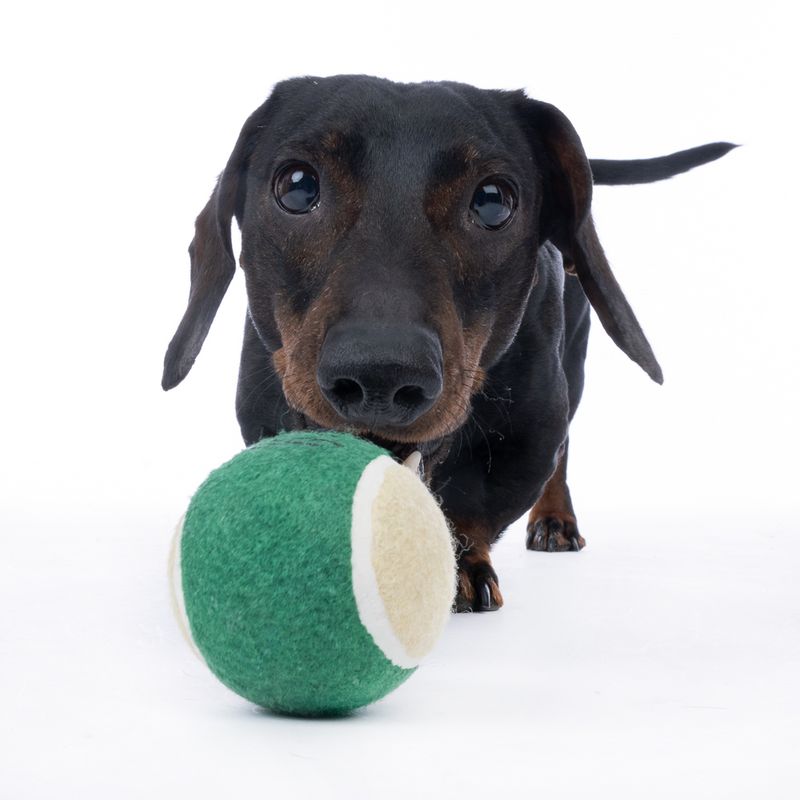 Harry Potter Hogwarts Tennis Ball Set 4 Balls (diameter 6.3cm each)