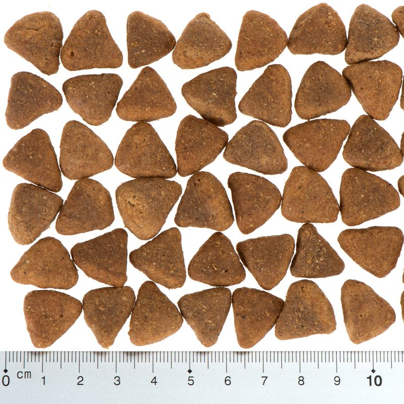 Wolf of Wilderness \