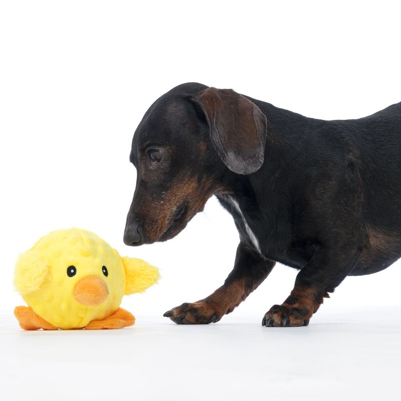 TIAKI Chicken with TPR Ball 18 x 17 x 11.5 cm (L x W x H)