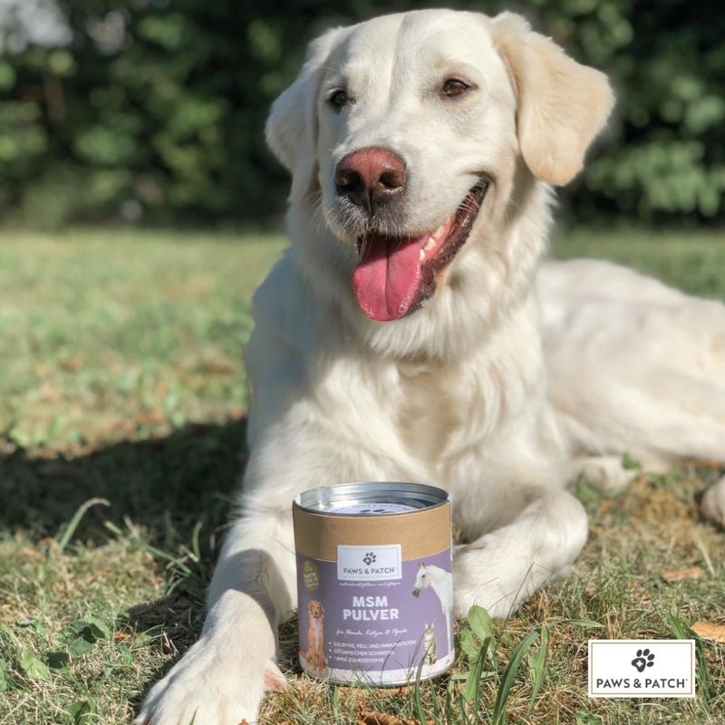 PAWS & PATCH MSM Powder 400g