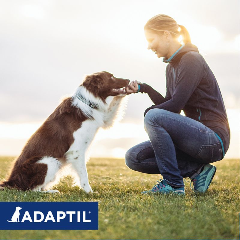 ADAPTIL® Calm collar for dogs for large dogs (up to approx. 50 kg)
