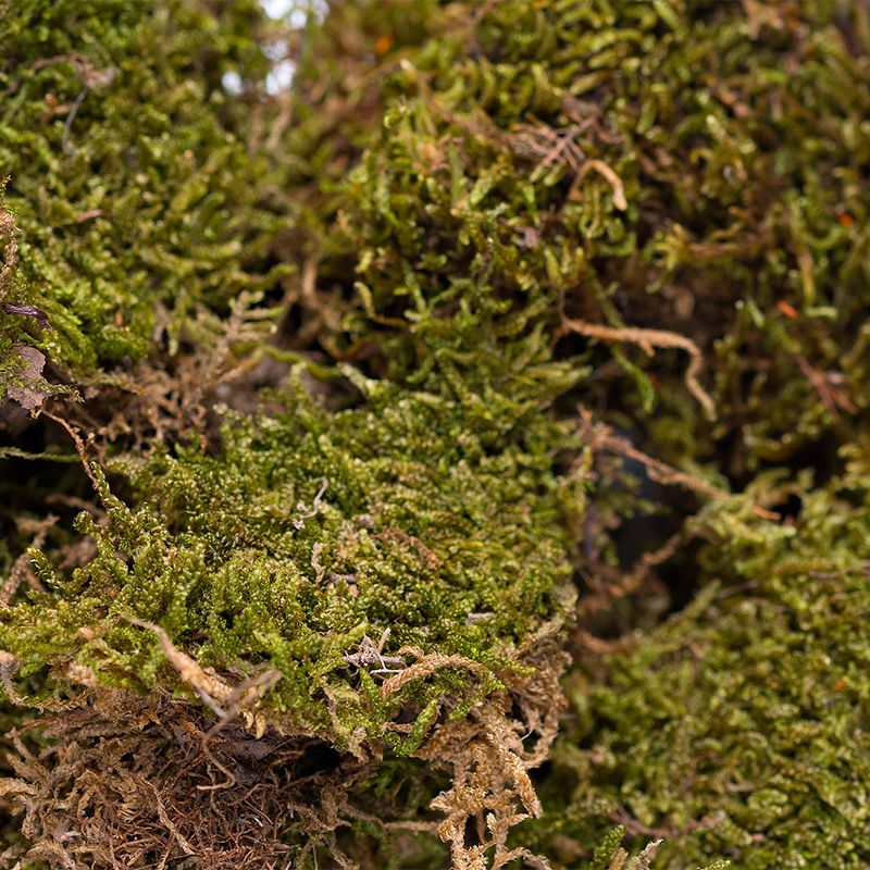 Hugro Lifestyle Moss Fibres Saving Pack: 2 x 150g