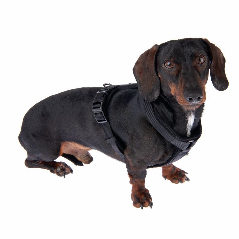 Nomad Tales Blush Harness - Ebony Size S: 37 - 53 cm chest circumference, W 15 mm