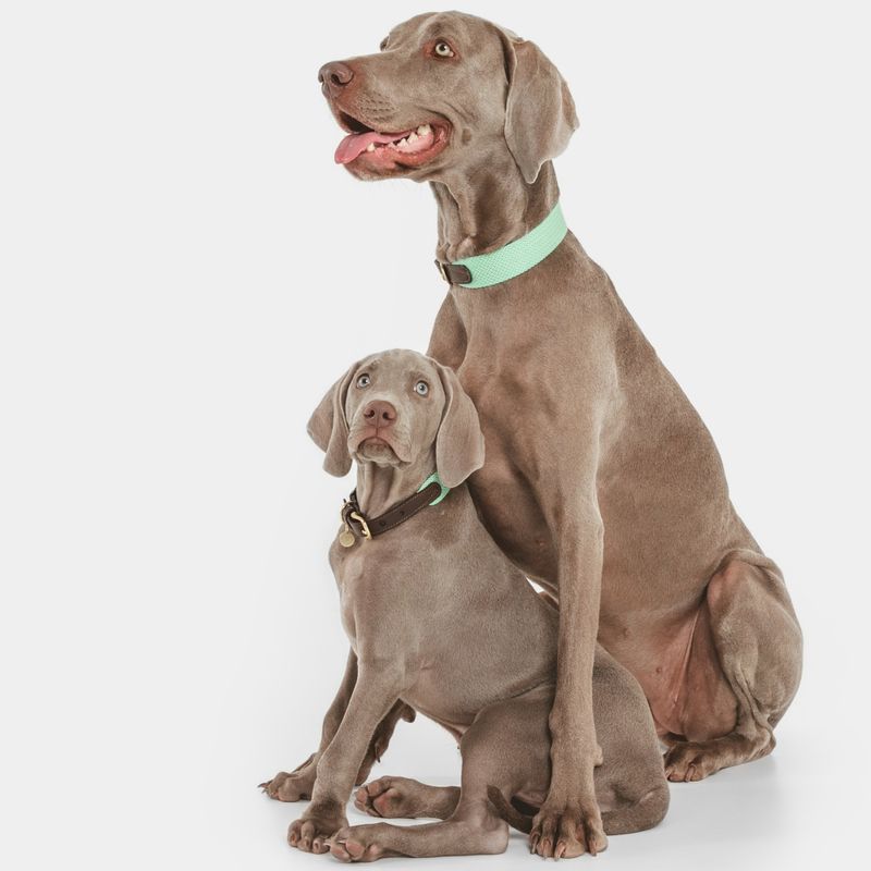 Nomad Tales Bloom Collar, mint Size XS: 30 - 36 cm neck circumference, W 25 mm