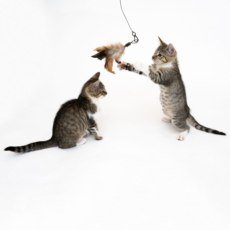 XXL 3-in-1 Cat Dangler Toy 1 Toy
