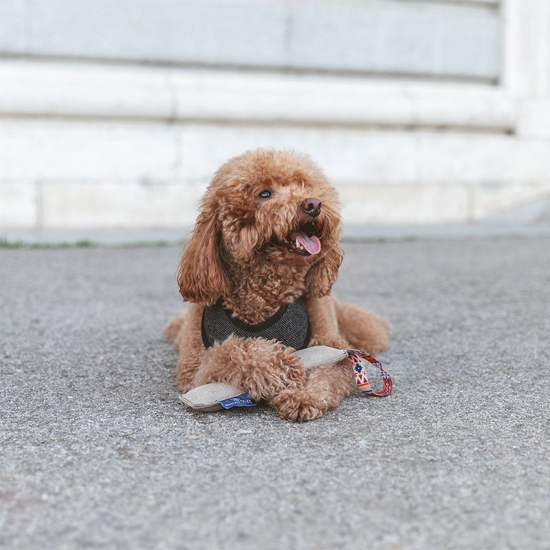 Nomad Tales Calma Chewing Stick Dog Toy approx. 21 x 6 x 3.5 cm (L x W x H)