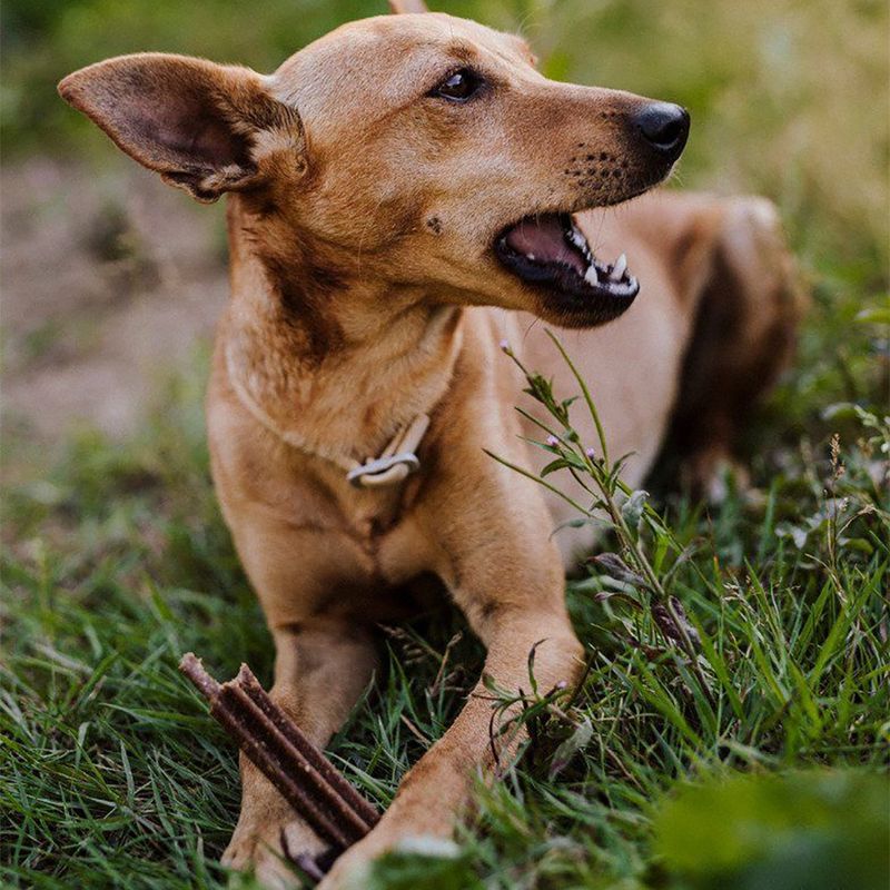 Green Petfood VeggieDog Denties 180g