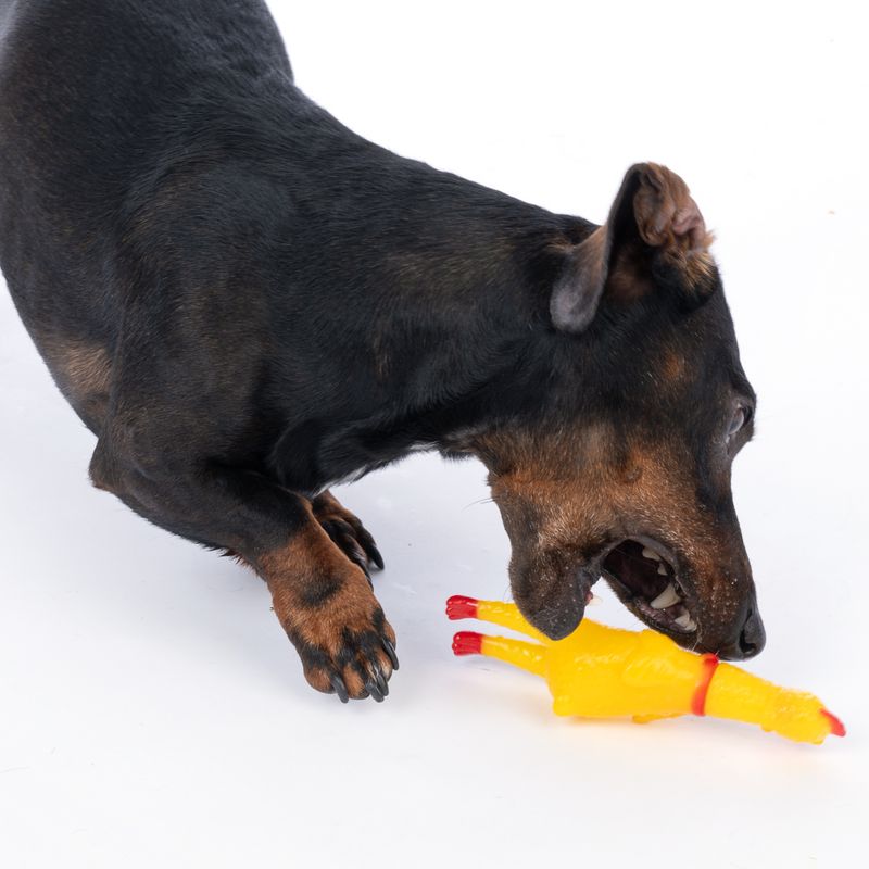 zooplus Basics Squeaky Chicken Size S: 16.5 x 4.5 x 4 cm (L x W x H)