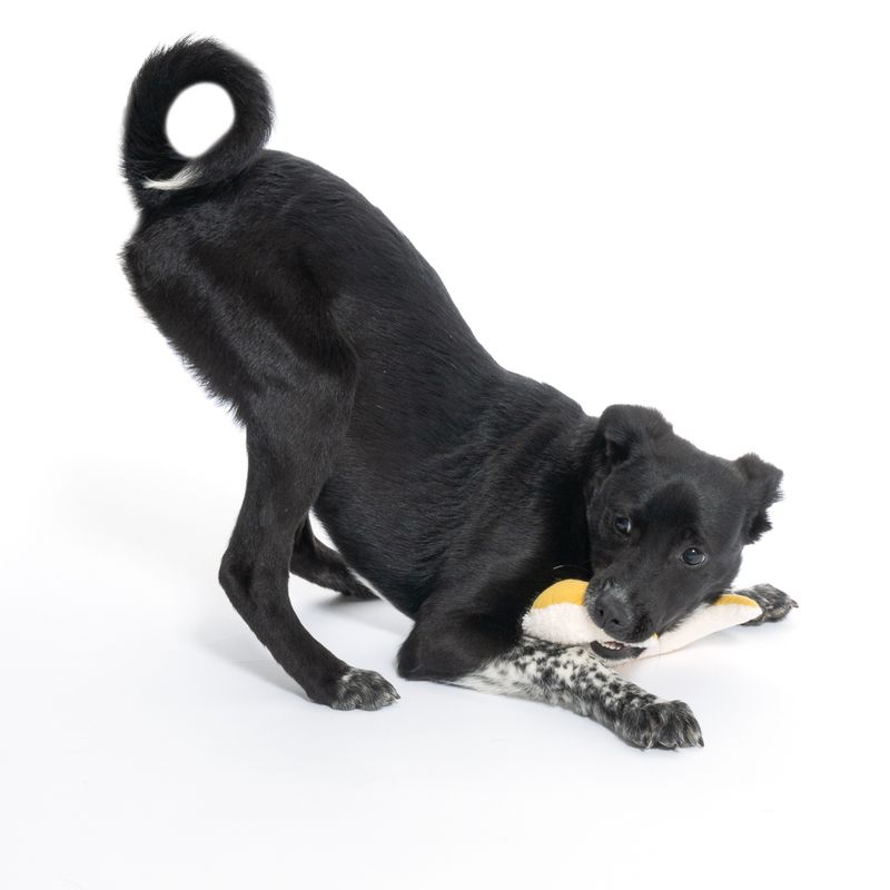 TIAKI Junior Dog Toy Moon 1 Toy