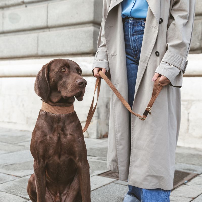 Nomad Tales Bloom Collar, caramel Size M: 40 - 46 neck circumference, W 32 mm