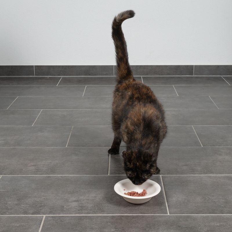 TIAKI Bamboo Bowl for Cats 300ml