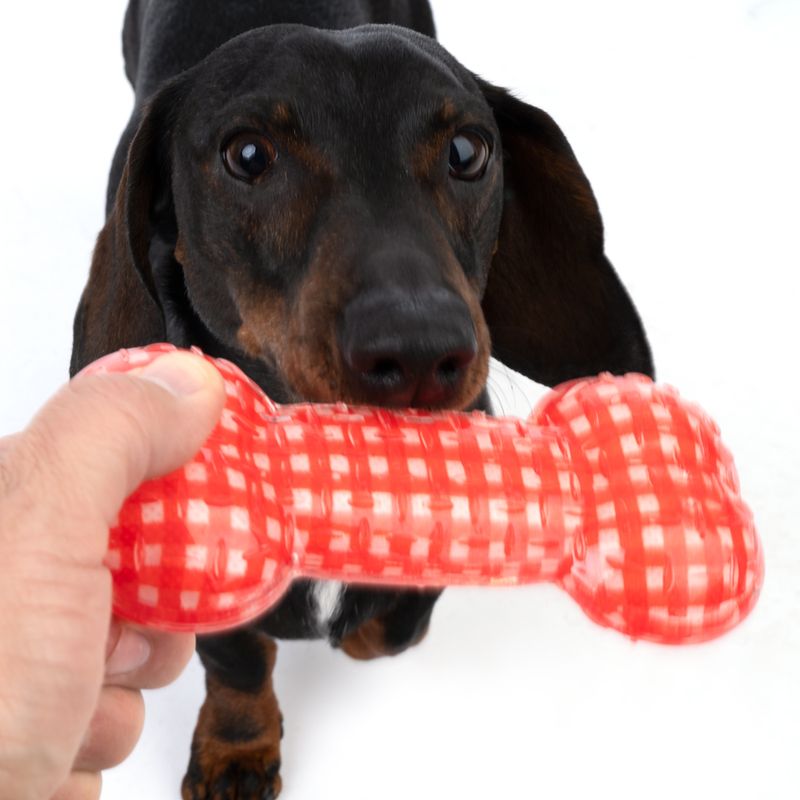 TIAKI TPR Bone Dog Toy 1 Toy