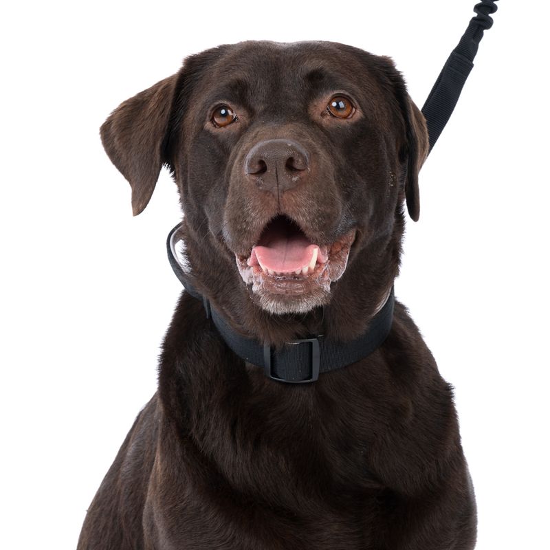 TIAKI Safety Collar Size S: 35 - 50 cm Neck Circumference, 25mm Width