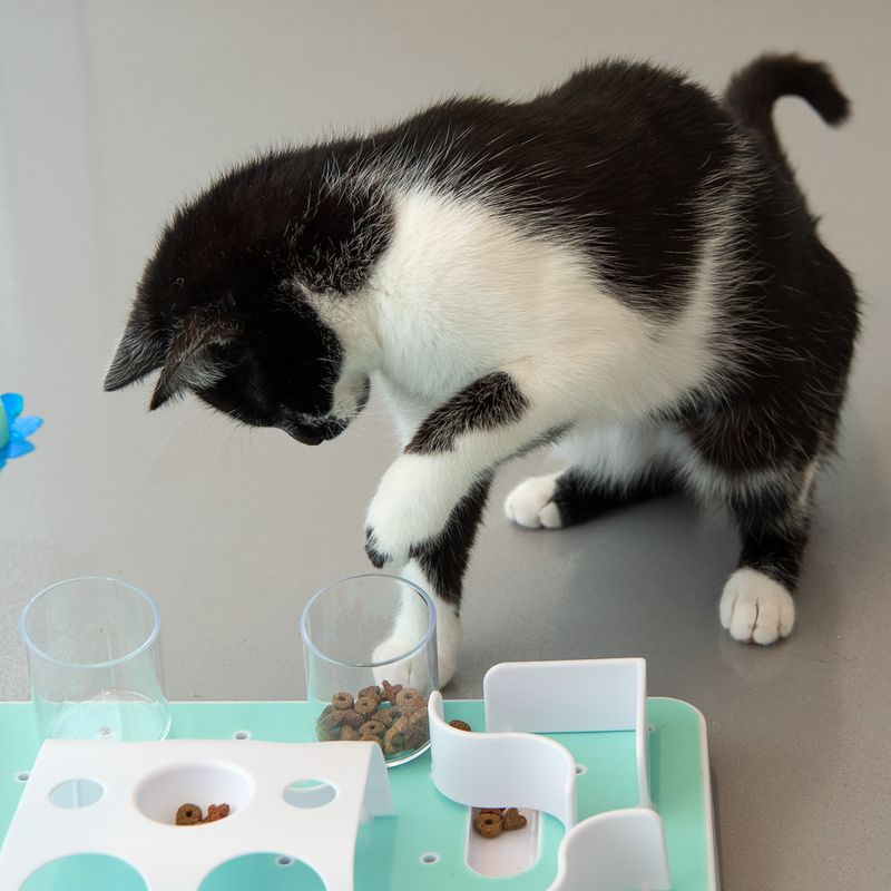 Slo-Mo Cat Toy 1 Toy