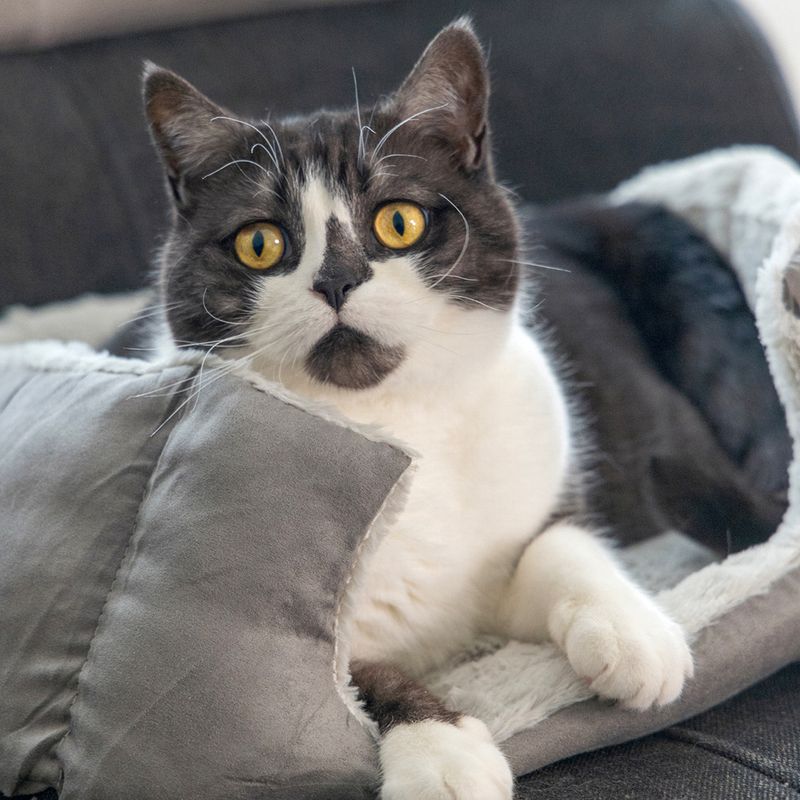 Beeztees Cat Bed Baboo 48 x 37 x 18cm (L x W x H)