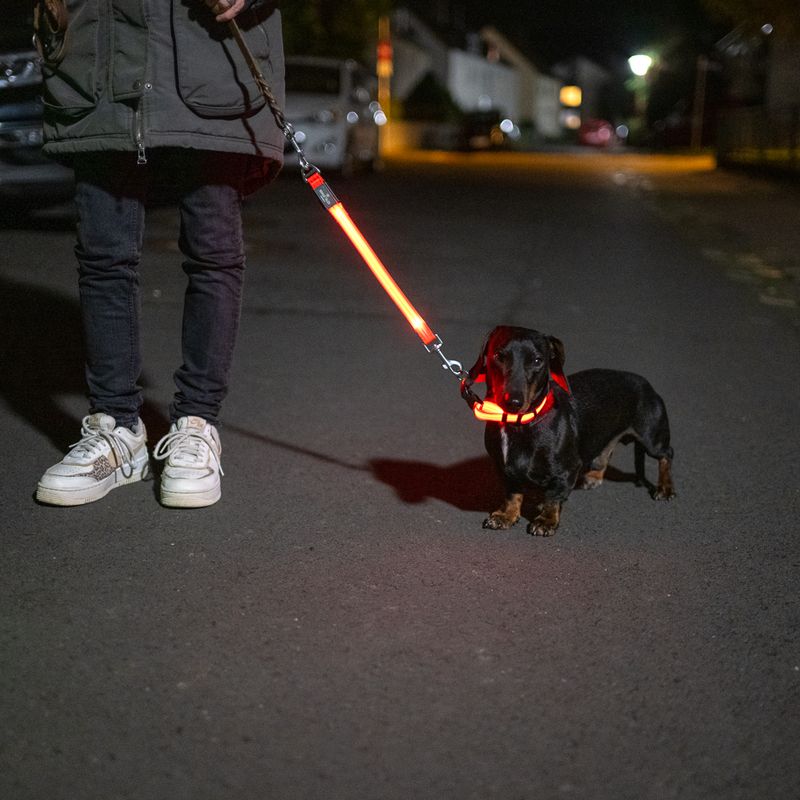 Nomad Tales Spirit USB LED Nylon Collar - Orange Size S: Neck circumference 34-41cm