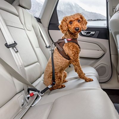 Curli Safety Belt for Car Size S: 30cm long, 20mm wide