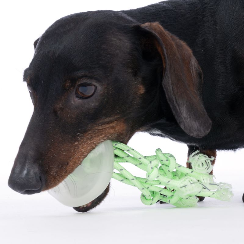 TIAKI Jellyfish Glow in the Dark Dog Toy 1 Toy