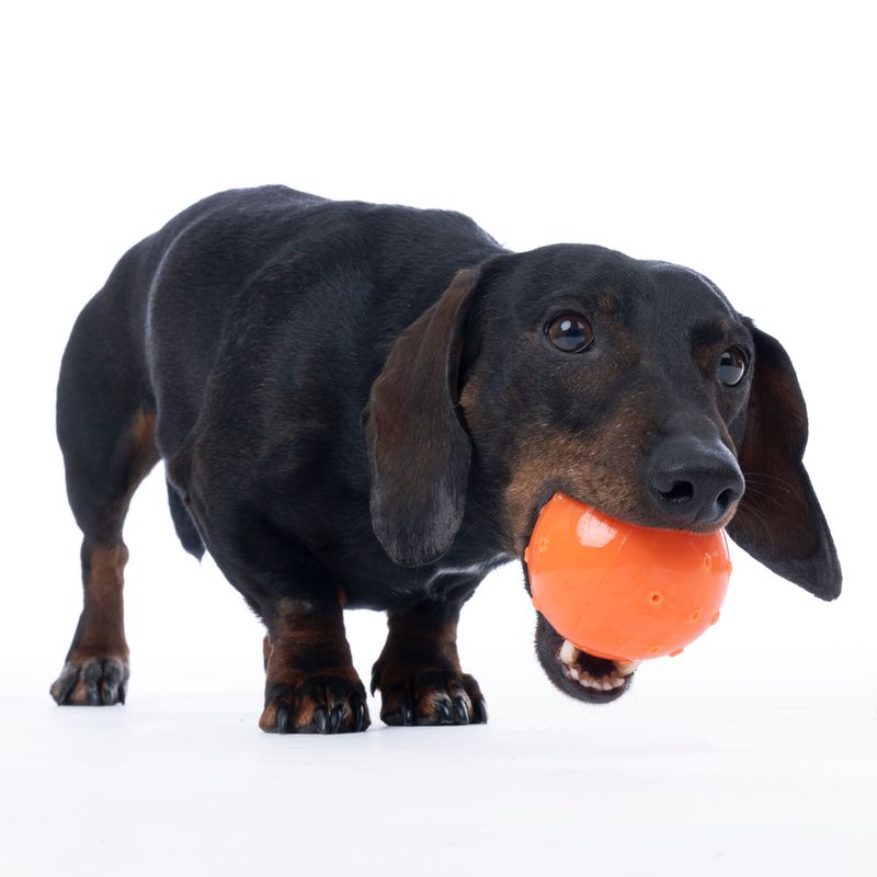 TIAKI Water Balloon Dog Toy 1 Toy