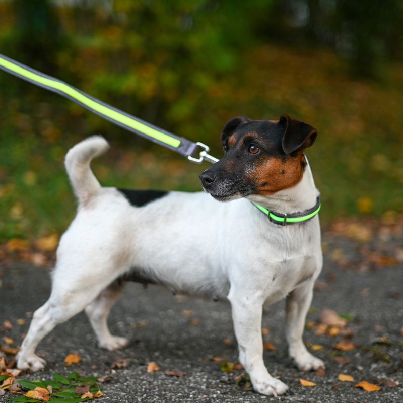 Kerbl Pet Light & Reflex Set Illuminated Collar and Lead Set: Collar Size S/M + Lead 120cm