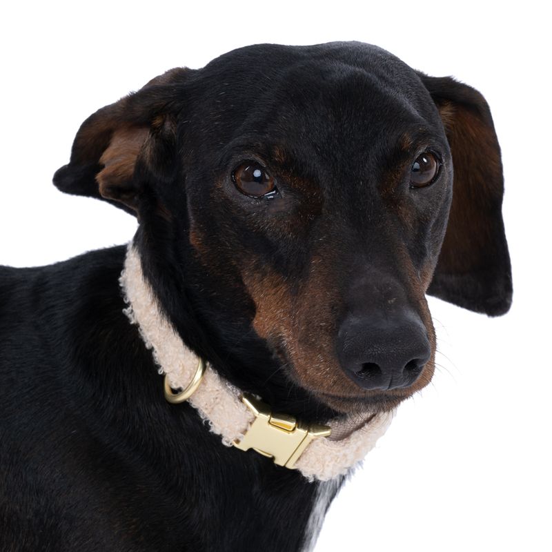 TIAKI Sherpa Collar, Lead & Scrunchie Large Size Collar: 42-66cm (Neck Circumference)